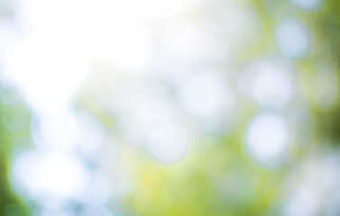 Obraz premium Green leaf background Blurred leaves, circular bokeh, abstract from beautiful leaves, green nature concepts and for design images and computer screens.