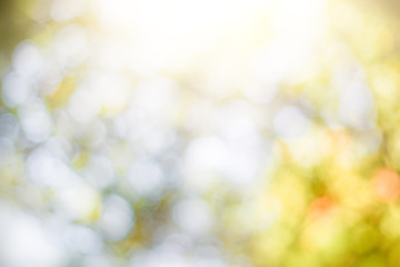 Green leaf background Blurred leaves, circular bokeh, abstract from beautiful leaves, green nature concepts and for design images and computer screens.