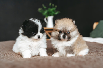 Two puppies resting on bed together and posing for a camera