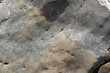 Fossils in rocks, Brachina Gorge, Ikara-Flinders' Ranges National Park, SA, Australia