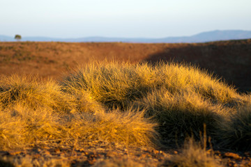 Sunset light on spinifex clumps, Stokes Hill Lookout, Flinders' Ranges, SA, Australia