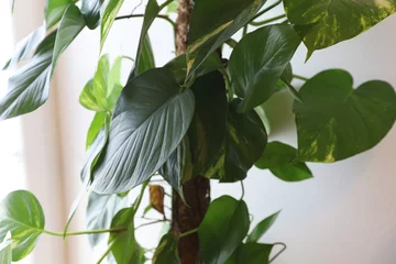 Foto op Canvas Philodendron in Pot on White Background © Magdalena