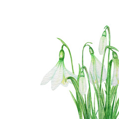 White Snowdrop spring easter flowers with Fresh green leafs bouquet. Delicate Snowdrops first flower the spring symbols. Hand painted Watercolor illustration isolated on whhite background concept.