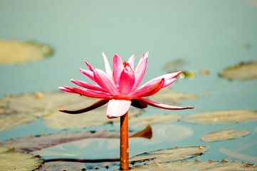 Water Lily