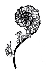 graphic curl young fern sprout, plant silhouette hand-drawn lines in black and white on white background for printing on fabric and paper, isolated element and pattern.