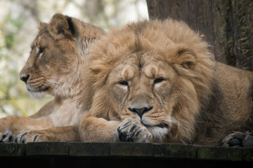 couple of lions napping on wooden terrace