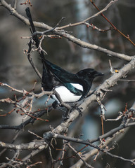 European magpie perching on branch