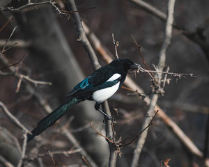 European magpie perching on branch
