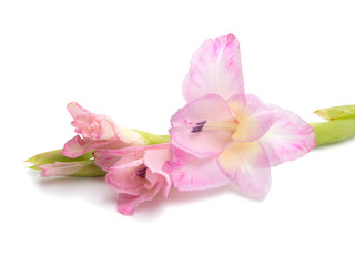 Obraz na płótnie Canvas beautiful bright gladiolus flower isolated on the white