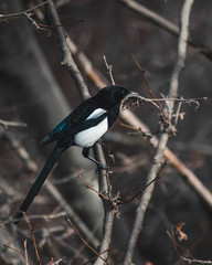 European magpie perching on branch
