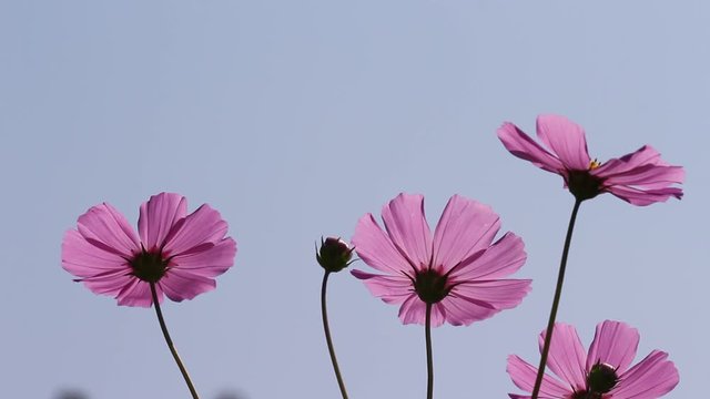 Pink mexican aster or cosmos  bipinnatus flower field blooming in garden on blue sky outdoor background , under view backlit