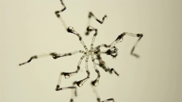 Pantopoda or pycnogonids sea spider under a microscope, class Pycnogonida, size of only about 2 mm, hemolymph movement through the body by Peristalsis muscle contraction is visible
