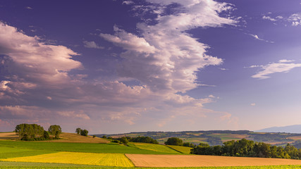 Summer fields (3).