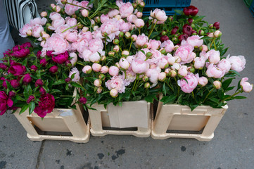 Peony flowers pink and red for sale in bunches on farmers market