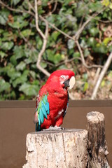ベニコンゴウインコ