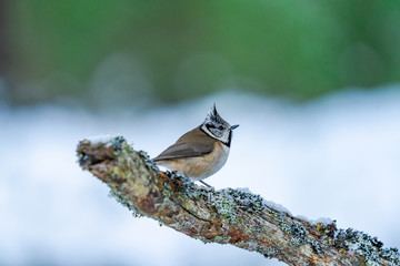Crested tit (Lophophanes cristatus) on tree branch in winter landscape