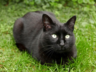 Naklejka na ściany i meble un bel gatto nero con il pelo lucido in giardino