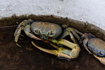 Wildlife of The Gambia Africa