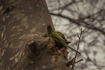 Green Parrot Above The Tree
