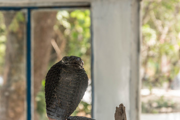 Wildlife of The Gambia Africa