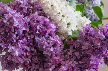 Purple lilac flowers close up. Spring flower floral background