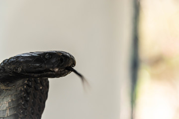 Wildlife of The Gambia Africa