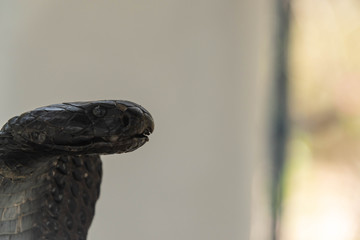 Wildlife of The Gambia Africa