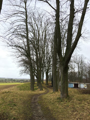 Obraz premium Road in autumn forest. Autumn landscape. Bare trees. Czech Republic