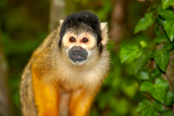 Saïmiri à tête noire de face