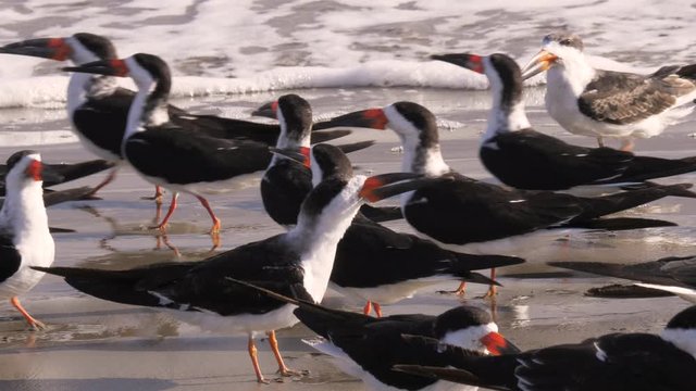 a group of black skimmers at a californian beach
