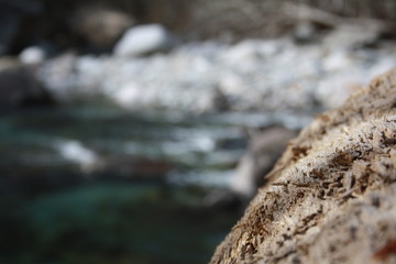 big river wood, in the background a blured river