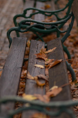 brown foliage on a bench