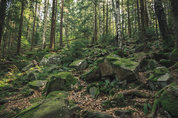 soft focus moody picturesque rocky mountain forest landscape scenic view stone with moss cover and pine trees nature north European outdoor environment