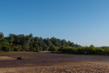 Fototapeta na wymiar Mangrove forest and creek The Gambia Africa