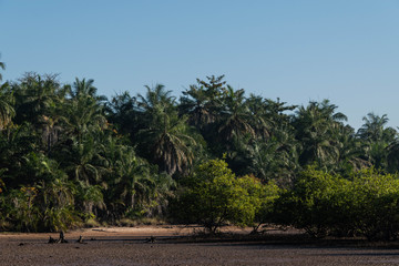 Mangrove forest and creek The Gambia Africa