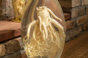 Ginseng root in a glass jar. Medicinal tincture of ginseng root.