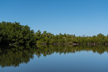 Obraz premium Mangrove forest and creek The Gambia Africa