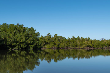 Mangrove forest and creek The Gambia Africa