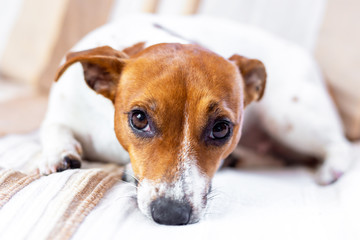 Cute dog relaxes on a blanket. Jack Russell Terrier.
