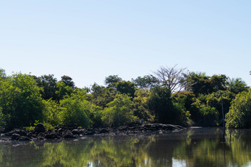 Mangrove forest and creek The Gambia Africa