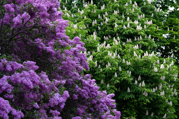 Obraz premium Lilac and chestnut trees in the garden. Nature