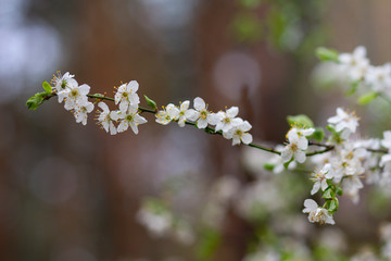 Blossoming flowers on the tree in spring. Nature