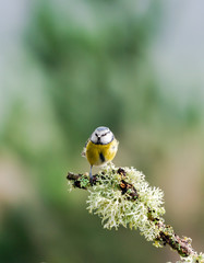 Blue tit (Cyanistes caeruleus) on a tree branch in a forest