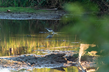 Mangrove forest and creek The Gambia Africa