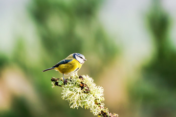 Blue tit (Cyanistes caeruleus) on a tree branch in a forest