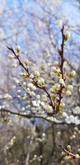 blooming apple tree in spring