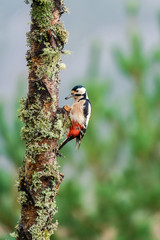 Great spotted woodpecker (Dendrocopos major) on a tree
