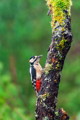 Great spotted woodpecker (Dendrocopos major) on a tree in a rainy forest - selective focus
