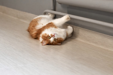 Fototapeta na wymiar Domestic cat lying on a radiator