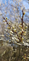blooming apple tree in spring